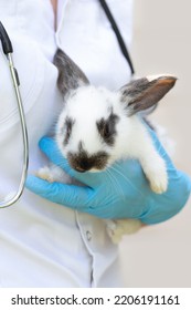 Veterinarian Woman Doctor With Stethoscope Holding Small Rabbit On Hands In Farm. Female Veterinary Examination Of Pet. Checkup Domestic Animal. Vet Medicine Concept. Health Care Pet. Vertical