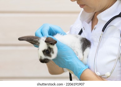 Veterinarian Woman Doctor With Stethoscope Holding Small Rabbit On Hands In Farm. Female Veterinary Examination Of Pet. Checkup Domestic Animal. Vet Medicine Concept. Health Care Pet