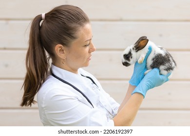 Veterinarian Woman Doctor With Stethoscope Holding Small Rabbit On Hands In Farm. Female Veterinary Examination Of Pet. Checkup Domestic Animal. Vet Medicine Concept. Health Care Pet