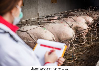 Veterinarian Woman On Farm. 