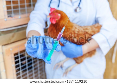 Veterinarian woman with syringe holding and injecting chicken on ranch background. Hen in vet hands for vaccination in natural eco farm. Animal care and ecological farming concept