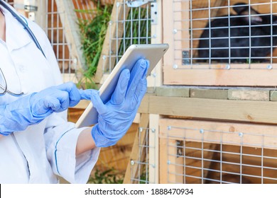 Veterinarian woman with tablet computer checking animal health status on barn ranch background. Vet doctor check up rabbit in natural eco farm. Animal care and ecological livestock farming concept - Powered by Shutterstock