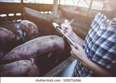 Veterinarian Working On Check And Manage At Agriculture Farm ;woman Inspecting Pork Plant And Inspecting Pig
