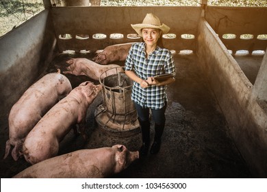 Veterinarian Working On Check And Manage At Agriculture Farm ;woman Inspecting Pork Plant And Inspecting Pig
