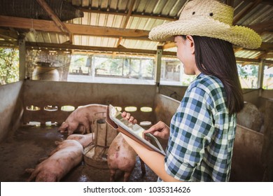 Veterinarian Working On Check And Manage At Agriculture Farm ;woman Inspecting Pork Plant And Inspecting Pig
