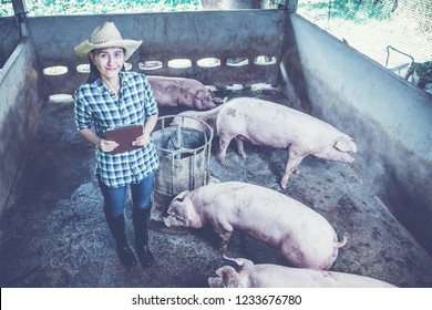 Veterinarian Working On Check And Manage At Agriculture Farm ;woman Inspecting Pork Plant And Inspecting Pig
