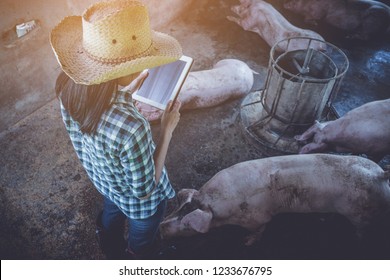 Veterinarian Working On Check And Manage At Agriculture Farm ;woman Inspecting Pork Plant And Inspecting Pig
