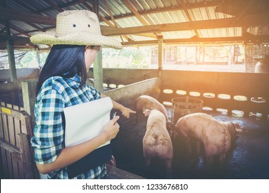 Veterinarian Working On Check And Manage At Agriculture Farm ;woman Inspecting Pork Plant And Inspecting Pig
