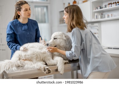 Veterinarian And Worried Pet Owner Discusses The Dog's Temperature After Measurement While Patient Lying On Vet Table In Clinic. Treatment And Pet Care.