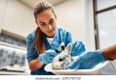 Veterinarians in blue uniforms conduct a routine examination of a domestic ornamental rabbit checking ears in the office of a modern veterinary clinic. Treatment and vaccination of pets. - Powered by Shutterstock