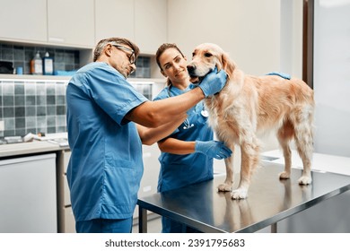 Veterinarians doctors in blue uniforms conduct a routine examination of a dog on a table in a modern office of a veterinary clinic. Treatment and vaccination of pets. - Powered by Shutterstock