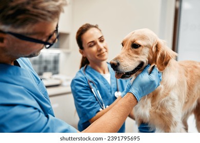 Veterinarians doctors in blue uniforms conduct a routine examination of a dog on a table in a modern office of a veterinary clinic. Treatment and vaccination of pets. - Powered by Shutterstock