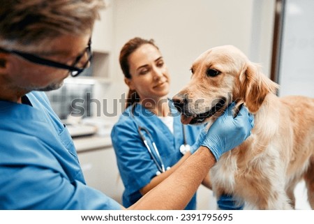 Veterinarians doctors in blue uniforms conduct a routine examination of a dog on a table in a modern office of a veterinary clinic. Treatment and vaccination of pets. ストックフォト © 