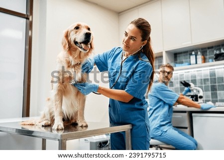 Veterinarians doctors conduct a routine examination of a dog listening to the heart with a stethoscope on a table in a modern office of a veterinary clinic. Treatment and vaccination of pets.