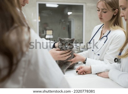 Veterinarians examine a cat on a table in a veterinary clinic. A group of veterinary clinic doctors with a stethoscope. Operating clinic for pets