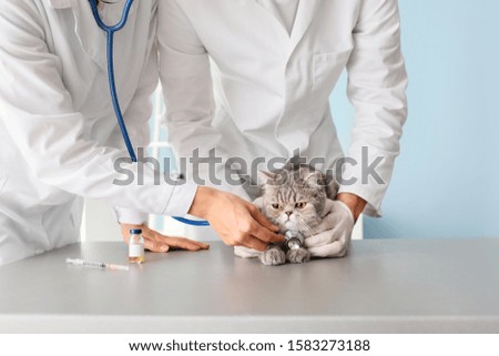 Veterinarians examining cute cat in clinic