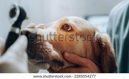 Veterinarians Examining the Eye of a Pet Golden Retriever with an Otoscope with a Flashlight. Dog Owner Brings His Furry Friend to a Modern Veterinary Clinic for a Check Up Procedure