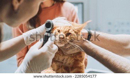 Veterinarians Examining the Eyes of a Pet Maine Coon with an Otoscope with a Flashlight. Second Vet Holding and Petting to Calm the Red Cat Down. Working in Modern Veterinary Clinic