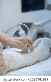 The veterinarian's hand holds an ultrasound transducer on the belly of a pet cat. In the white office of a veterinary clinic, a doctor performs an ultrasound examination on a cat. - Shutterstock ID 2326781999