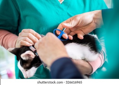 Veterinarians Putting Microchip On Cat In Vet Ambulant 