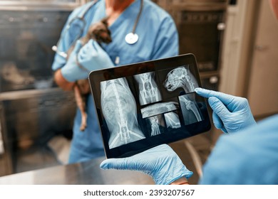 Veterinarians standing at boxes in veterinary clinic holding sphynx cat in their arms and studying x-ray images on tablet. Treatment and examination of the pet. - Powered by Shutterstock