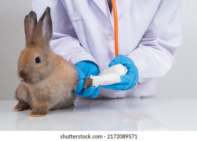 Veterinarians Using A Bandage Wrap Around The Fluffy Rabbit Broken Leg To Welt The Leg. Concept Of Animal Healthcare With A Professional In An Animal Hospital