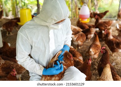 739 Poultry vaccine Images, Stock Photos & Vectors | Shutterstock