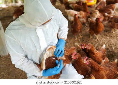 Veterinarians Vaccinate Against Diseases Poultry Such Stock Photo ...