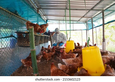Veterinarians vaccinate against diseases in poultry such as farm chickens, H5N1 H5N6 Avian Influenza (HPAI), which causes severe symptoms and rapid death of infected poultry. - Shutterstock ID 2153602123