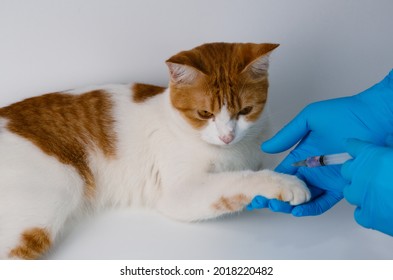 Veterinarians Vaccinate An Orange Cat In The Leg Area To Prevent Rabies, Leukemia, Feline AIDS, And Heartworm. At The Clinic