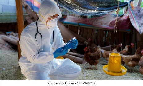 
Tierärzte tragen PSA-Kleidung, um mit dem Hühnergrippevirus, der Tiermedizin, geimpft zu werden.