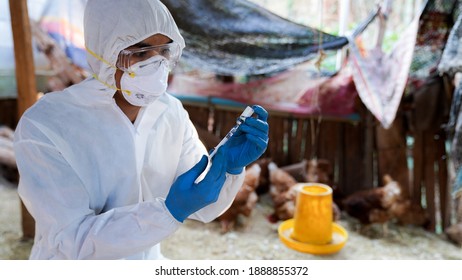 Tierärzte tragen PSA-Kleidung, um mit dem Hühnergrippevirus, der Tiermedizin, geimpft zu werden.