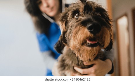 Veterinary, Animal doctor examining dog dachshund at vet clinic hospital. Pet care concept - Powered by Shutterstock