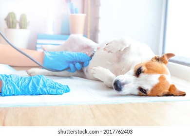 Veterinary care for pets. A vet doctor in blue gloves examines a lying pregnant obedient dog Jack Russell Terrier, listening to the breath or heart with a stethoscope. Consultation in the vet clinic.