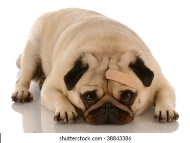 Veterinary Care - Pug Dog With Bandage On Forehead