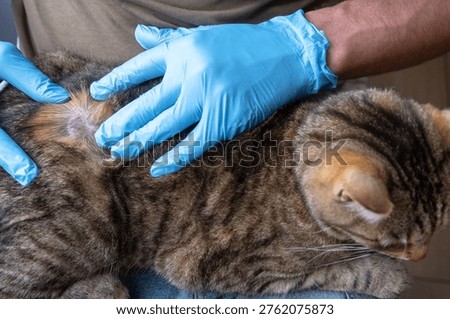 Veterinary check of cat with fur missing from skin disease, ringworm or fungus contracted on street, medical examination and treatment begin.