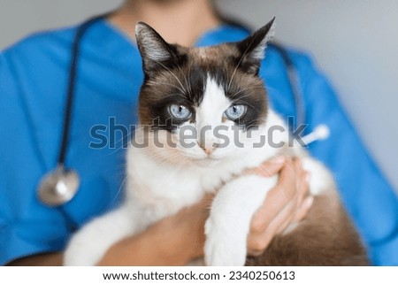 Veterinary Check Up. Cropped Shot Of Nurse Woman Holding Domestic Cat In Vet Clinic. Closeup Of Pet In Doctor's Hands, Selective Focus. Animal Healthcare And Medical Examination Concept