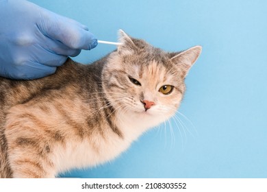 Veterinary Clinic. Cleaning The Cat's Ears With An Ear Stick. Veterinarian In Disposable Gloves On A Blue Background