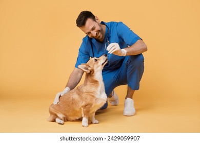 Veterinary clinic service. Cheerful man veterinarian in uniform giving food or pill to pembroke welsh corgi dog, posing with pet on yellow studio background - Powered by Shutterstock