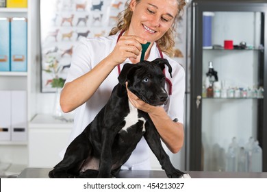 Veterinary clinic worming your dog American Staffordshire