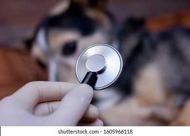 Veterinary Concept, Stethoscope In The Heart Of A Dog.