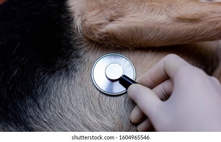 Veterinary Concept, Stethoscope On Heart Of A Dog.