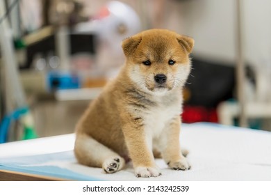 Veterinary concept. Veterinarian examining Puppy Shiba inu dog. check the body with a veterinarian. - Shutterstock ID 2143242539