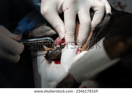 A veterinary dentist removes decayed teeth from an old dog under anesthesia. Due to poor brushing of teeth, the dog's teeth rotted and collapsed. Concept of bad dog teeth care.