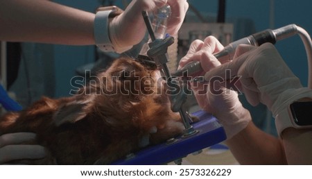 Veterinary dentistry specializing in rabbit teeth trimming under general anesthesia, ensuring a safe and painless procedure for maintaining optimal oral health in lagomorphs.