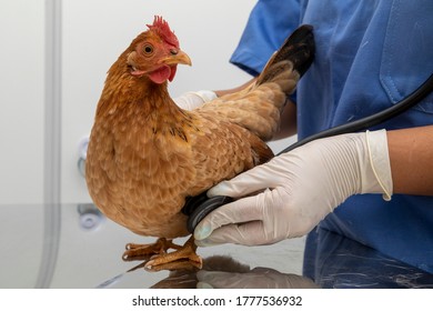 Veterinary Doctor Examining A Mini Chicken