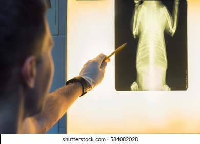 Veterinary Doctor Examining Pet Radiograph