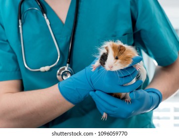 Veterinary Doctor Holding Guinea Pig On Hands