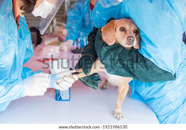 Veterinary. The\
doctor the isolation gown or protective suits and surgical face\
shield is testing the dog is blood for corona virus (covid-19)\
sample from potentially infected\
dog.