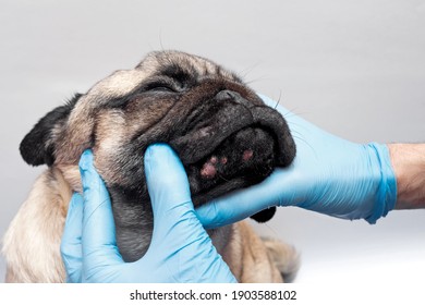 Veterinary Doctor In Medical Gloves Examines The Dog Head Wounds. Pug Dog With Red Inflamed Wounds On His Face. Dog Allergy, Dermatitis, A Fungal Infection On The Skin Face Of A Dog